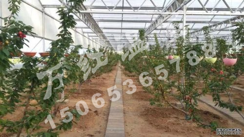 大連瓦房店(diàn)果蔬育苗基地